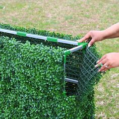 two hands are picking up the top part of a boxwood hedge that has been trimmed with green tape