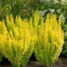 some very pretty yellow flowers by some bushes