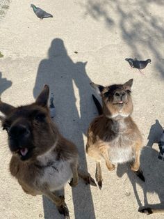 two dogs and one bird are standing on the sidewalk with their shadows cast by them