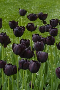 purple tulips blooming in a field with green grass