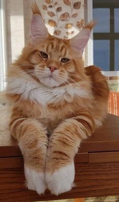 an orange and white cat sitting on top of a wooden table next to a window