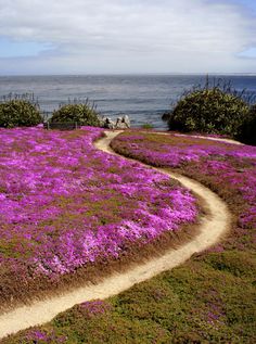 purple flowers are growing on the side of a path near the ocean and trees in the distance