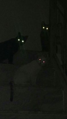 two black cats sitting on top of a building at night with glowing eyes in the dark