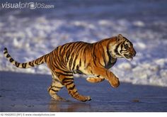 a tiger is running on the beach near the water