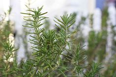 closeup of green leaves on a tree