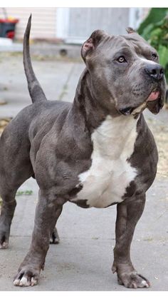 a gray and white dog standing on top of a sidewalk