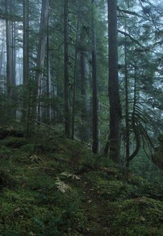 the forest is full of tall trees and green mossy ground, with fog in the air