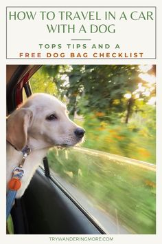 a dog sitting in the passenger seat of a car with its head out the window