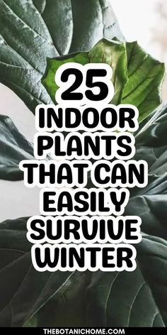 25 best indoor plants that can survive winter, showcasing winter plants and tips for gardening for beginners.