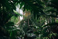 Hidden Jungle Wall Mural-Wall Mural-Eazywallz Tanaman Tomat, Jungle Wall Mural, Jungle Wall, Photo Mural, Custom Wall Murals, Plant Wallpaper, Green Tree, Room With Plants, Eco Friendly House