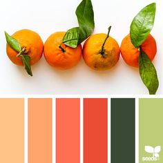 four oranges with green leaves on them and the color scheme in shades of red, orange, yellow, and pink