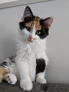 a cat sitting on top of a couch next to a wall