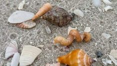 several seashells and sea shells on the ground