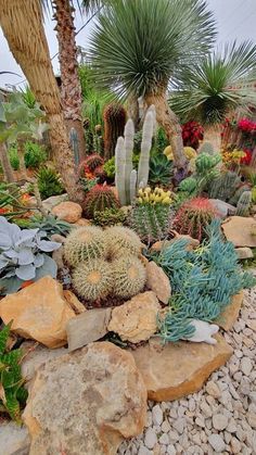 many different types of plants and rocks in a garden with palm trees, cacti and succulents