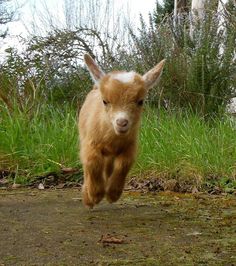 a brown and white baby goat running in the grass