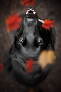 a black dog is looking up at the camera