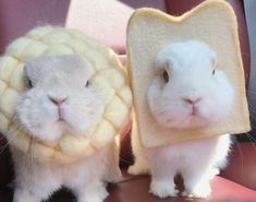 two white rabbits with bread on their backs