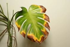 a large green leaf sitting on top of a wall next to a potted plant