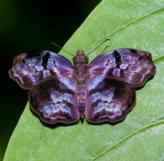 a purple butterfly sitting on top of a green leaf