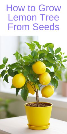 a lemon tree in a yellow pot with the title how to grow lemon tree from seeds