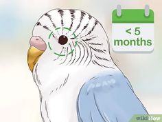 a blue and white bird sitting on top of a table next to a sign that says 5 months