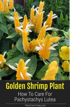 golden shrimp plant with white and yellow flowers in the foreground text reads, golden shrimp plant how to care for pachystachy's lutea