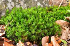 green moss growing on the ground surrounded by leaves