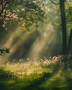 sunbeams shine through the trees and grass in a forest filled with pink flowers