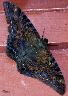 a close up of a butterfly on a wooden surface