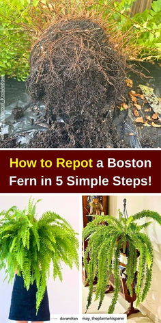 how to reppost a boston fern in 5 simple steps with pictures and text overlay