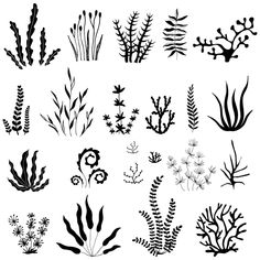 sea plants and algaes are shown in black ink on white paper, each with different types