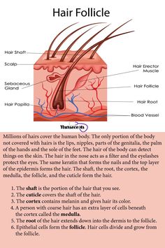 Structure Of Hair, Cosmetology State Board, The Integumentary System, Beauty School Cosmetology, Skin Anatomy, Healing Skin, Hair Science, Integumentary System, Hair Facts