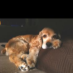 a brown dog laying on top of a couch