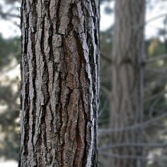 the trunk of a tree with no leaves on it and another tree in the background