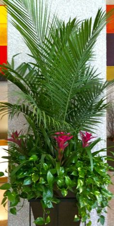 a potted plant sitting on top of a table next to a wall with colorful paintings behind it