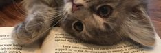 a cat laying on top of an open book with its head resting on the pages