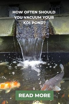 Waterfall flowing into a koi pond with colorful fish and the text "How often should you vacuum your koi pond? Read more".