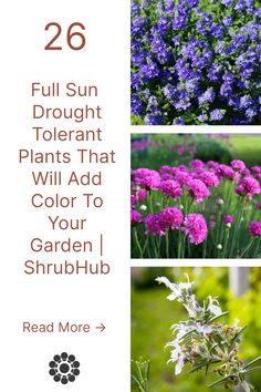 purple flowers and green grass with the words, 26 full sun drought tolerant plants that will add color to your garden / shrub