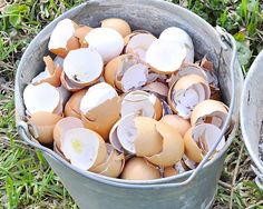 two buckets filled with eggs sitting on top of the grass next to each other