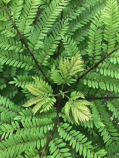 the top view of a green plant with lots of leaves on it's branches