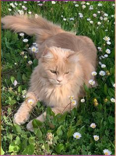 an orange cat laying in the grass with daisies around it's neck and eyes