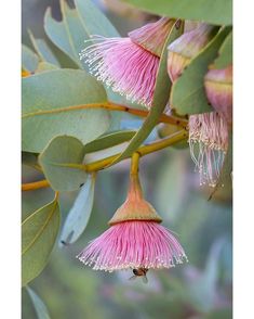 the pink flowers are blooming on the tree