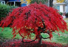 a red tree in the middle of a yard