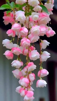 pink and white flowers hanging from a tree