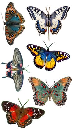 six different types of butterflies are shown in this image, each with different colors and sizes