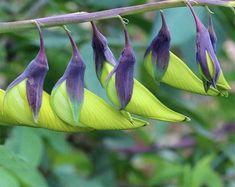 purple and yellow flowers hanging from a branch