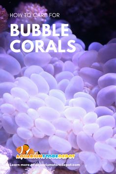 how to care for bubble corals