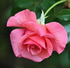 a pink rose with green leaves in the background