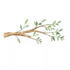 a branch with green leaves is shown on a white background in this watercolor painting