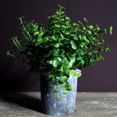 a potted plant sitting on top of a table